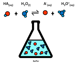 What is a Biological Buffer and How to Choose the Best Buffer for Your  Experiment | GoldBio