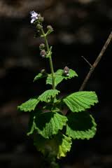 Image result for Aeollanthus buchnerianus