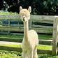 MD Alpaca Festival event image