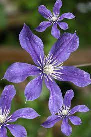 John kiszeli, по имени арабелла. Clematis Arabella Taylors Clematis