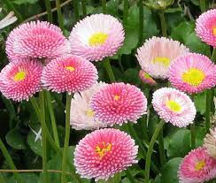 Usually, they grow on lawns and they easily colonize lawns. Daisy English Seeds Bellis Perennis