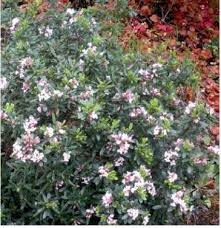 Image result for Synandrodaphne