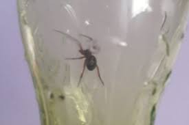 With an adult's help, wash the bite well with soap and water. Venomous Spider Attacks Dog In Killiney A Week After Owner Was Bitten At Exact Same Spot While On Walk Dublin Live
