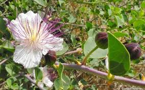 Image result for Capparis citrifolia