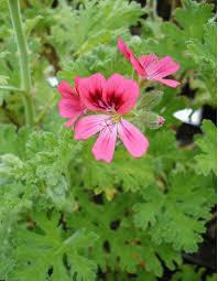 Image result for Pelargonium graveolens