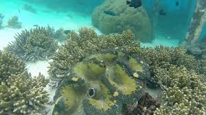 Wow 30 gambar pemandangan alam pedesaan asli. Pemandangan Bawah Laut Terbaik Di Dunia Freediving At Wayag Island Raja Ampat Indonesia Youtube