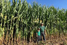 Modelul cererii unice 2017 (dati click pe imagine pentru a descarca documentul). Fermieri Lumea Satului