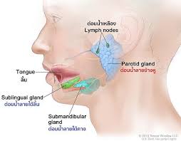 แฟรี่เทล เควส 100 ปี