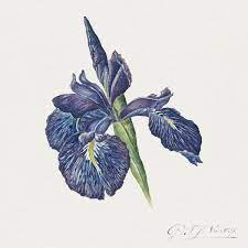 Download Premium Illustration Of Blooming Iris Flower Design Element Illustration Flower Illustration Iris Flowers