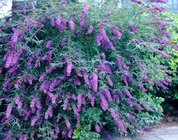 Check spelling or type a new query. Black Knight Butterfly Bush