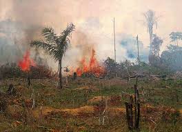Mengelakkan kepupusan flora dan fauna. Usaha Usaha Untuk Mengekalkan Hutan Nukilan Seorang Guru Biasa