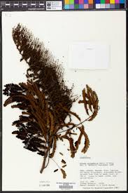 Image result for Entada mossambicensis