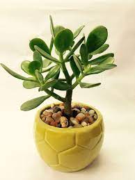 Caracteristicas De Las Plantas Suculentas Y Consejos Sobre Su Cultivo Nuevo Decoracion Jade Plant Care Jade Plants Plants