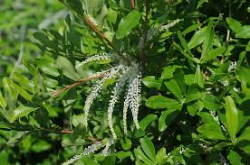 Image result for Polystachya lawalreana