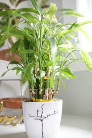 It comes from the dracaena family and is the species dracaena sanderiana. Lucky Bamboo Plant Care Growing Tips Paisley Plants