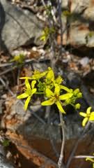 Image result for Tristellateia africana