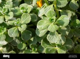 Image result for Coleus amboinicus