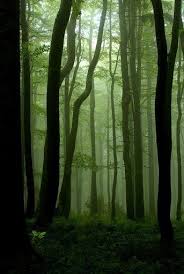 Deep Woods Landscape Dark Forest Nature