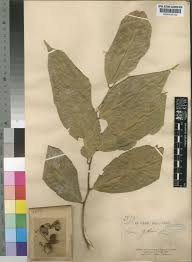 Image result for Huaceae