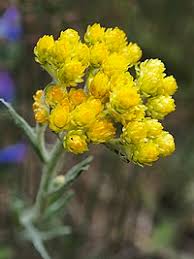 Image result for Helichrysum pawekiae