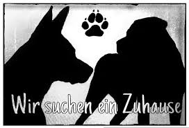 Für uns wäre es das höchste, wenn wir für die vierbeiner ein eigenes tiergerechtes und liebevolles zuhause finden würden. Wir Suchen Ein Zuhause Home Facebook