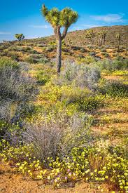 Check spelling or type a new query. Joshua Tree National Park Wildflowers California Superbloo Flickr