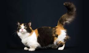 Kucing munchkin adalah salah satu ras kucing berkaki pendek yang terbentuk karena mutasi genetik alami. Kucing Munchkin Ciri Karakter Harga Cara Merawatnya