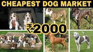 Jiji.ng more than 3711 dogs & puppies are waiting for you buy your future friend today ▷ prices are starting from ₦ 15,000 in nigeria. Cheapest Dog Market In In Delhi Wholesale Retail Wholesale Price Pitbull American Bully Etc Youtube