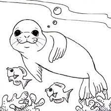 Posted in animals coloring pages. Monk Seal Colouring Pages For Kids Preschool And Kindergarten Animal Coloring Pages Turtle Coloring Pages Detailed Coloring Pages