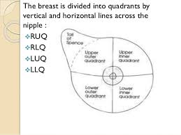 The breast anatomy of males and females is slightly different. Breast Cancer