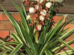 Browse And Search The Tortoise Table Plant Database