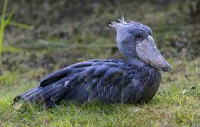 We did not find results for: The Largest Bird Park In The World In Walsrode Germany Blog About Interesting Places