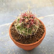 This cactus features no spines or very few short spines. Pin On Cactus