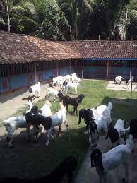 Check spelling or type a new query. Bentuk Kandang Kambing Domba Panggung Yang Ideal