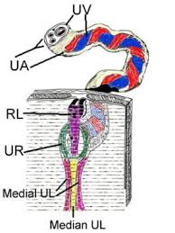 Image result for Umbilicus botryoides