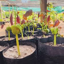 Image result for Ficus ottoniifolia