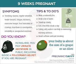 Pin On Pregnancy Weeks
