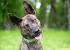 Dutch Shepherd German Shepherd Mix