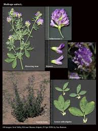 Image result for Medicago sativa