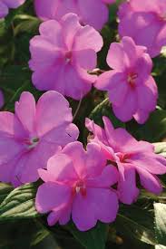However, impatiens have smaller leaves and flowers. Bolero Orchid Trailing Impatiens Impatiens Hybrida Orchids Plants Flowers