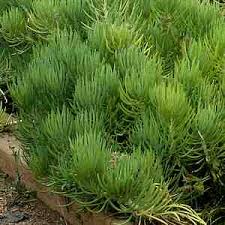 Image result for Senecio