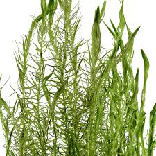 Image result for Mayaca