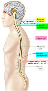 Spinal Cord Anatomy Parts And Spinal Cord Functions Spinal Cord Spinal Cord Anatomy Spinal Fluid