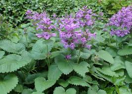 Image result for Tristachya superba