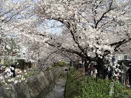 Printemps Wikipedia