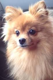 The Most Beautiful Pomeranian Cute Animals Pomeranian Pom Dog