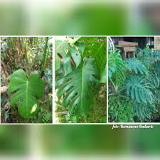 Balithi Balai Penelitian Tanaman Hias