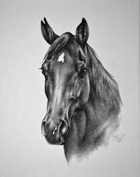 Just get a basic idea of a horse on paper. Realistic And Life Like Pencil Drawings Of Horses And Dogs From Your Photographs By Artist Sara Erhardt Schank Horse Drawings Horses Horse Art Drawing