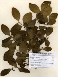 Image result for Strychnos innocua