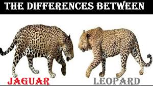 Pound for pound this cat is phenomenally strong. Differences Between Jaguar And Leopard Leopard Vs Jaguar Differences Youtube